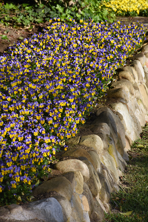  Viola cornuta Quicktime F1 Yellow Blue Jump Up 1000 semien